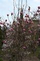 Magnolia soulangeana Lennei-7 Magnolia pośrednia